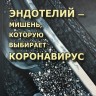 Эндотелий - мишень, которую выбирает коронавирус